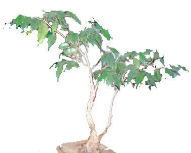 Cultivado por Marcelo Torca a árvore Oiti (Licania tomentosa, já possui 4 anos.